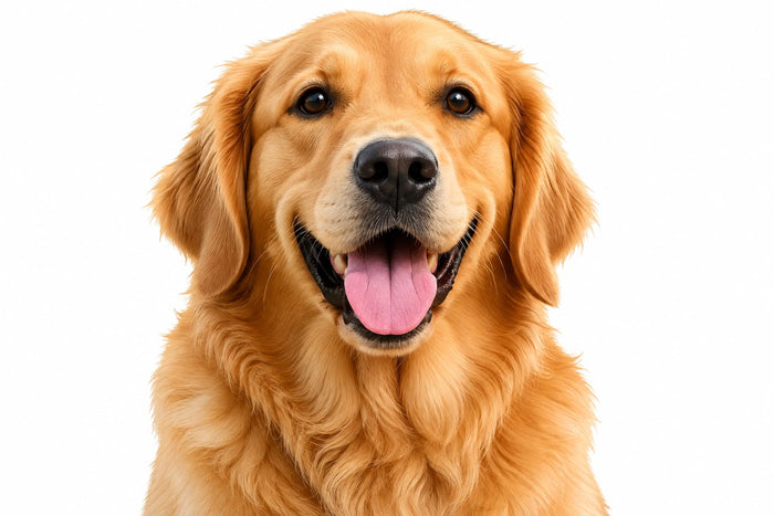 Dog Accessories